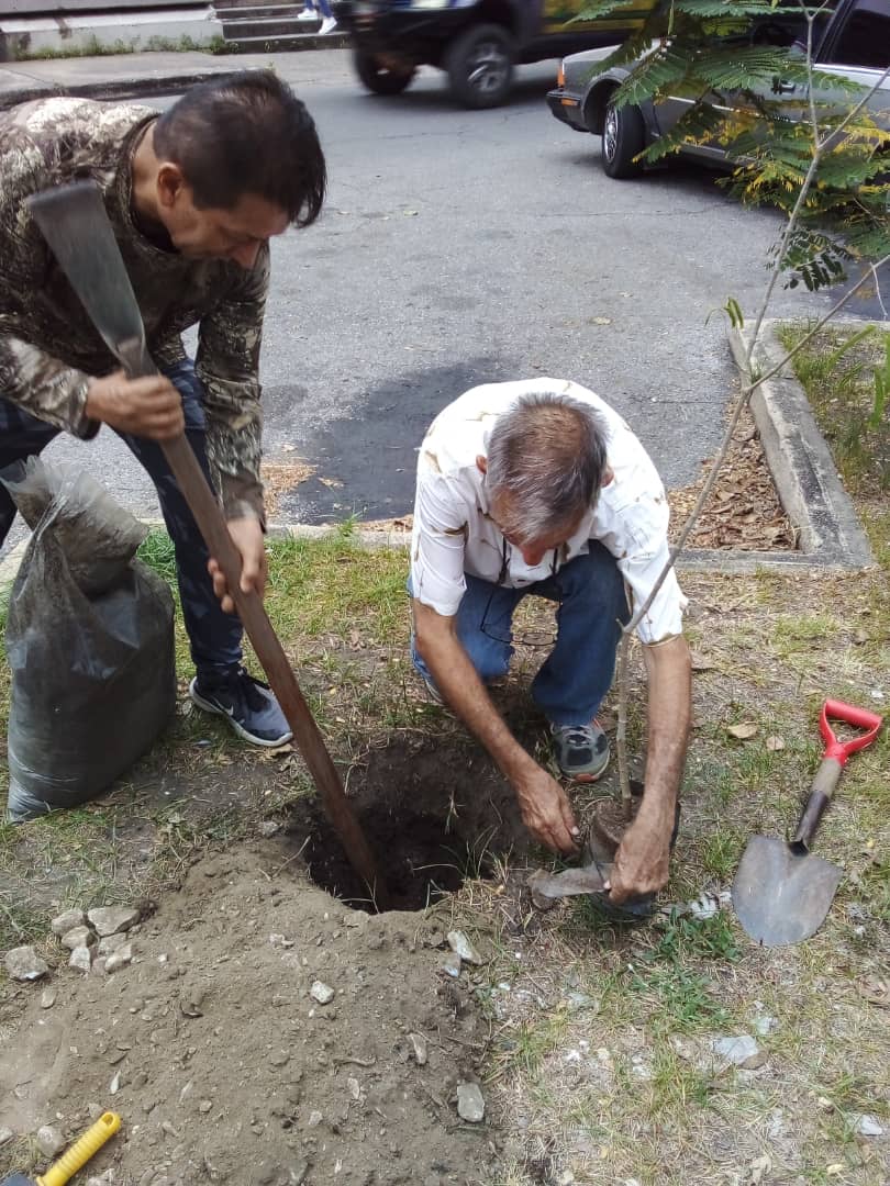 #Maracay necesita reponer mucho de su arbolado que ha sido destruido por la ocupación desorganizada de sus espacios. Y debe hacerse de forma planificada, continuada y con seguimiento, tomando en cuenta las especies adecuadas para la tarea. La #CiudadJardín es posible.