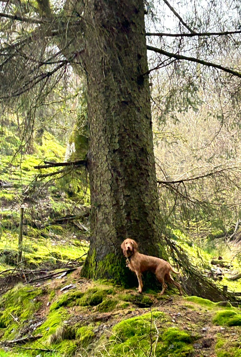 Forest morning walk & the tall Sitka Spruce ~ 5th tallest conifer tree. #ThickTrunkTuesday #Scotland