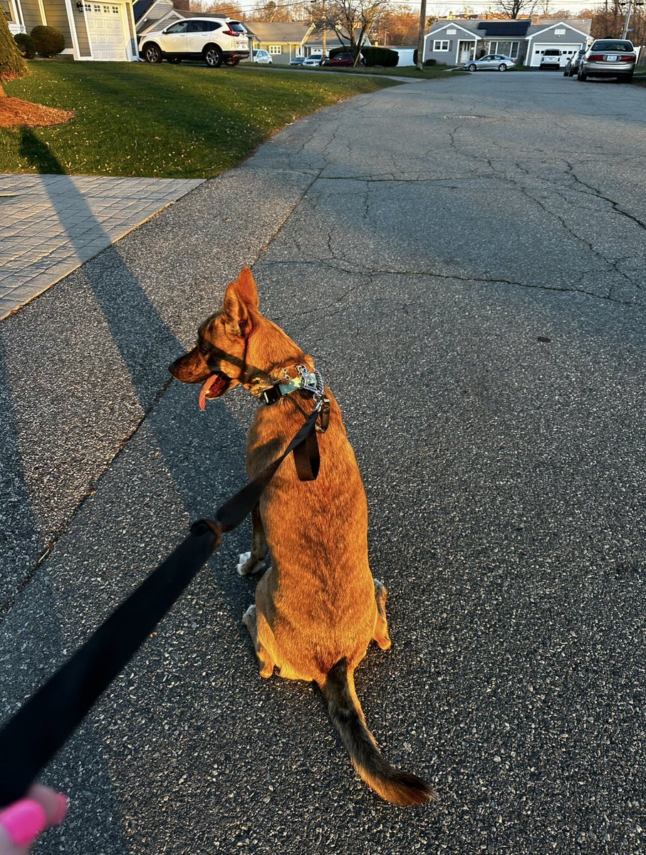 My golden girl. 🐕🧡 What you can’t see in this photo is the house diagonally right in front of us. They have two large dogs that bark like nuts when they’re outside while we walk by. Eevee usually gets anxious before we even reach the house, pulling on the leash and whining all…