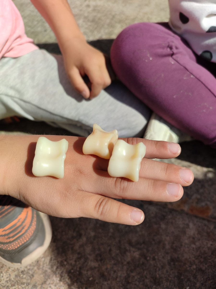 CdaVallsAneu's tweet image. Ahir vam recuperar jocs tradicionals del #Pallars als que jugaven els nostres padrins amb els alumnes de 1r de l'@EscolaSerafi #Sort. Un dia magnífic a la plaça del #CastelldeSort construint i jugant a #patacons i a #ossets. Fil 🧵🔽