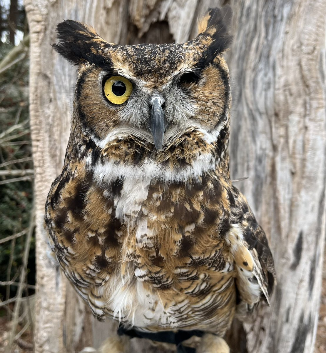 Forest #greathornedowl #owl #birds #birdsofprey #wildwings #wildwingsinc #mendonponds #mendonpondspark