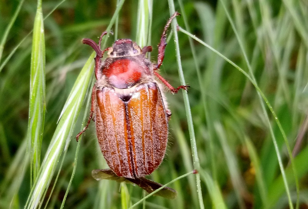 Vereinzelt sieht man ihn jetzt schon - den #Maikäfer. 😍😍😍 #naturelovers