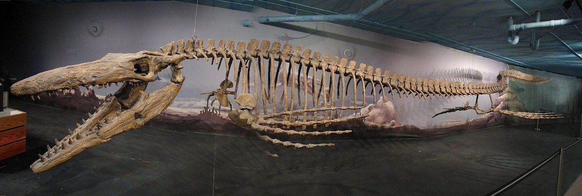 Bruce' the largest complete mosasaur skeleton measuring 13.3m (43 ft) in length. Bruce belonged to a group of large Mosasaurs called the Tylosaurs. CREDIT: Dinosaurs 101 #Mosasaur