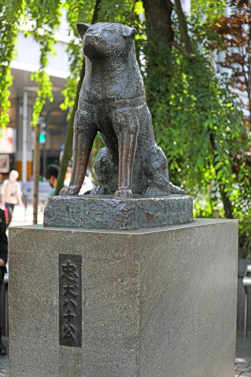 おはようございます！ 今日は「忠犬ハチ公像の完成日」です🐶 1934年、渋谷駅前に立てられました。 1923年生まれ。秋田犬で性別はオス。 飼い主の帰りを死後10年経っても待ち続けた逸話が有名ですね🥺 なお当日の像の除幕式には、ハチ自身も参列しています。 では、今日も良い一日を！