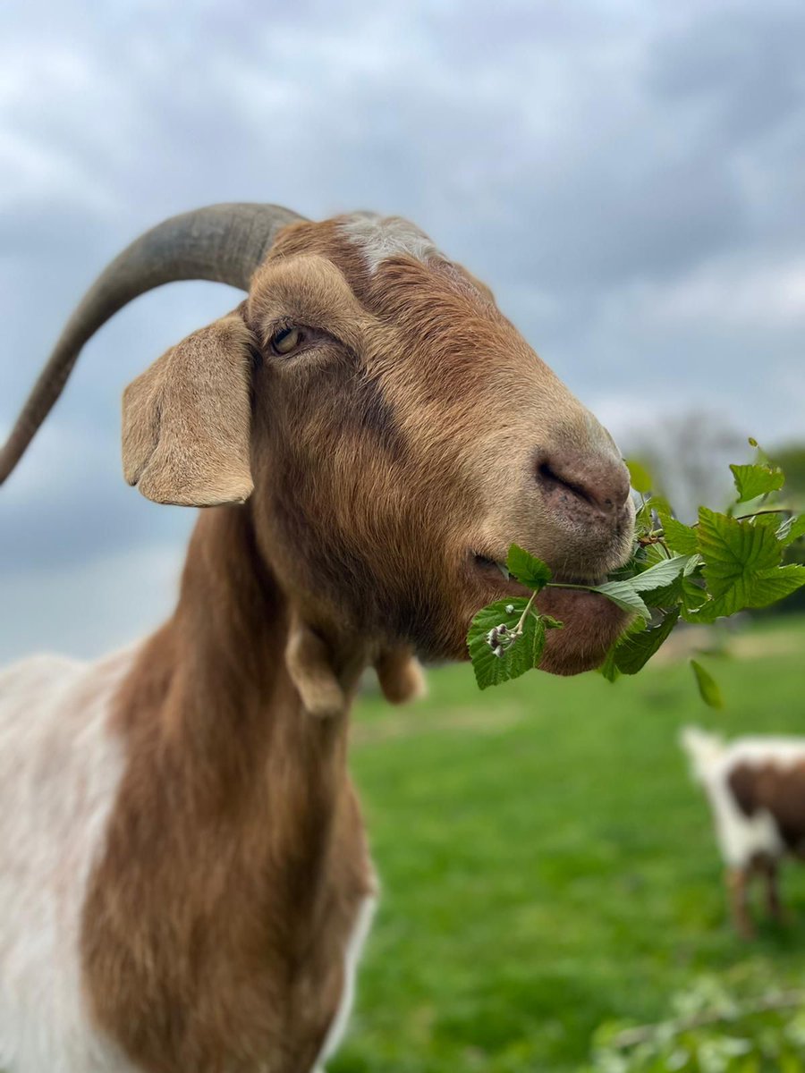 RIP Blaze 🌈 Our lovely Blaze had been deteriorating rapidly recently due to his old age, and after four visits from our vets the sad decision was made to let him go peacefully and surrounded by people who loved him. We’ll miss you funny, adorable, cheeky Blaze! 🌈 #Goat