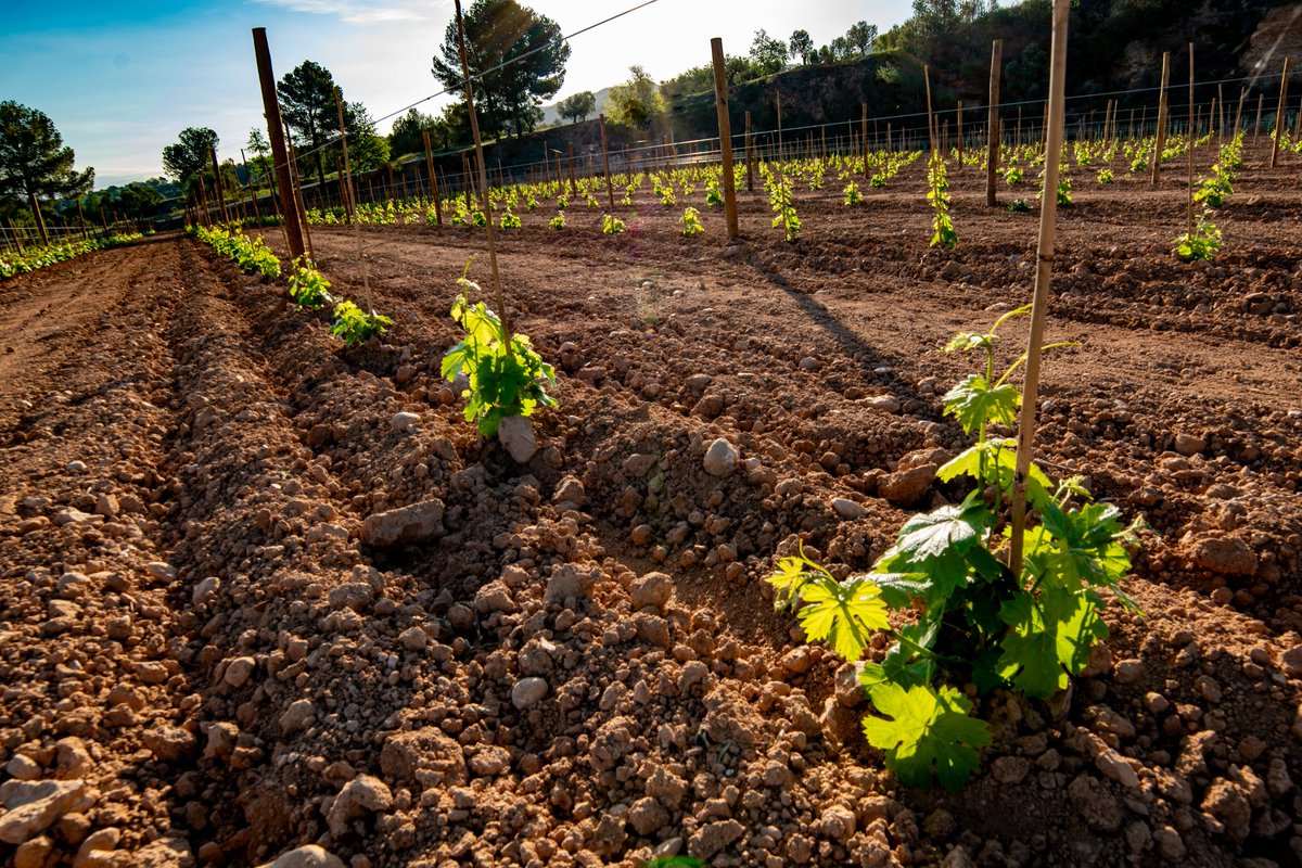 TorelloViticult's tweet image. 🌿L’any passat vam plantar 2800 ceps de Malvasia – Subirat Parent! Aquí teniu algunes fotografies de la seva evolució!

ℹ️ Per a més informació: bit.ly/49GbO1f

#Malvasia #SubiratParent