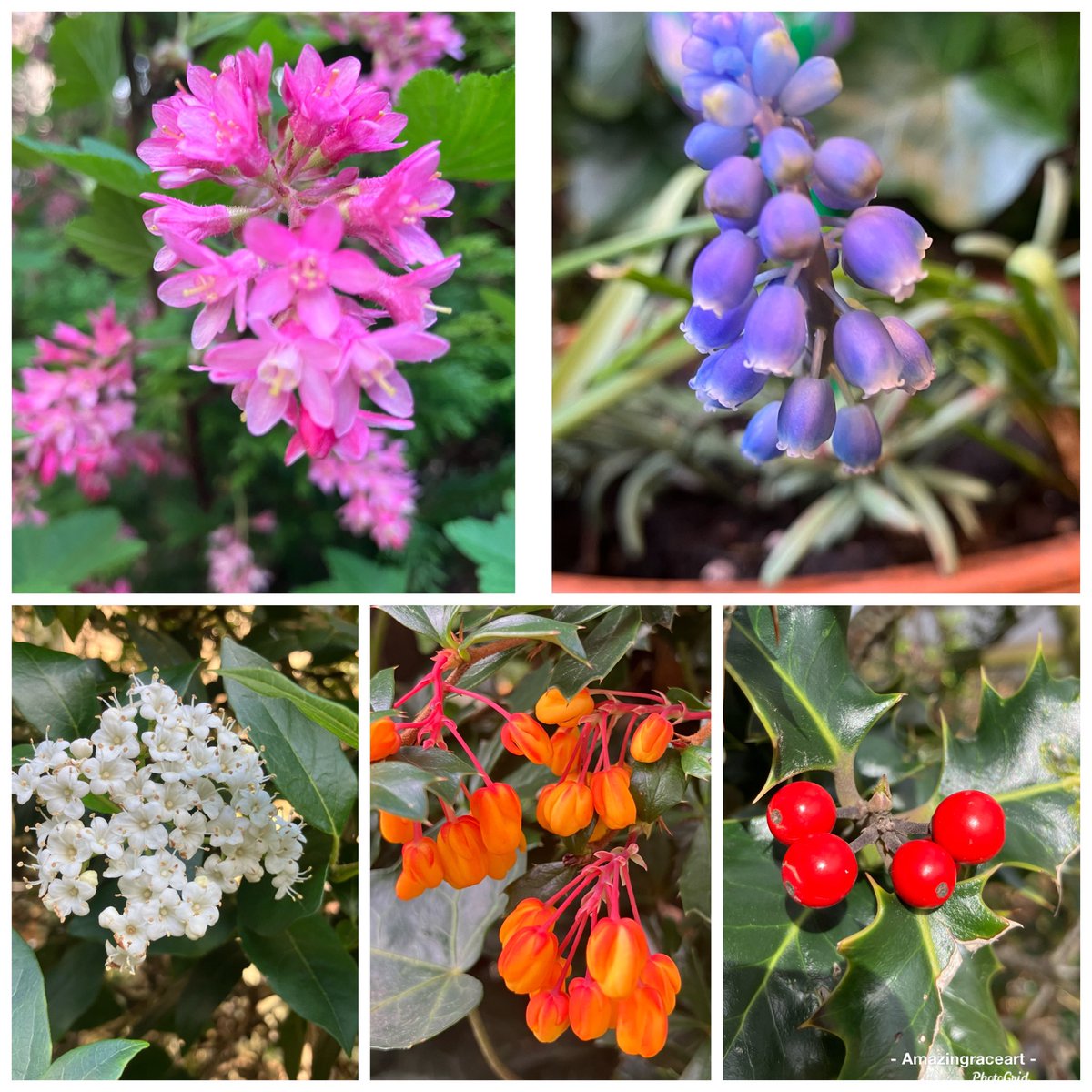 Some colour from my garden 🪴Slowly but surely spring is springing 😀🌸🍃#TuesdayFeeling #naturelovers #Flowers #April2024