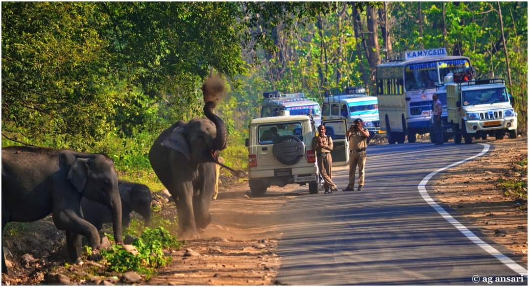 International Save Elephant Day Apr 16th... Protect Corridors...Wildlife have First Right to Cross..