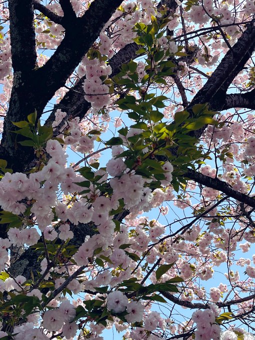 人並みに桜などを撮ってみた。 