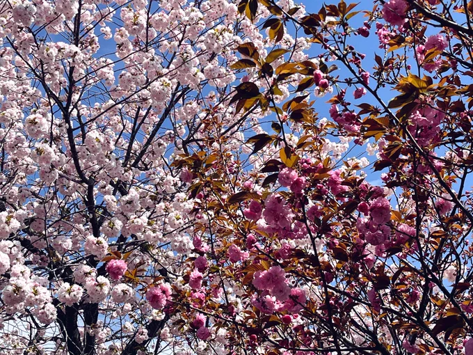 人並みに桜などを撮ってみた。 