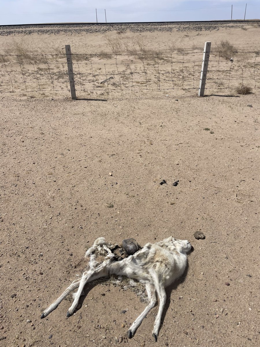 Travelling to the southern #Gobi #mongolia: we encountered 40+ Mongolian gazelles carcasses within a 20km stretch and countless young horses. A poignant reminder of this years dzud's impact on #wildlife and people. #Gobi #Mongolia #Dzud @TheWCS