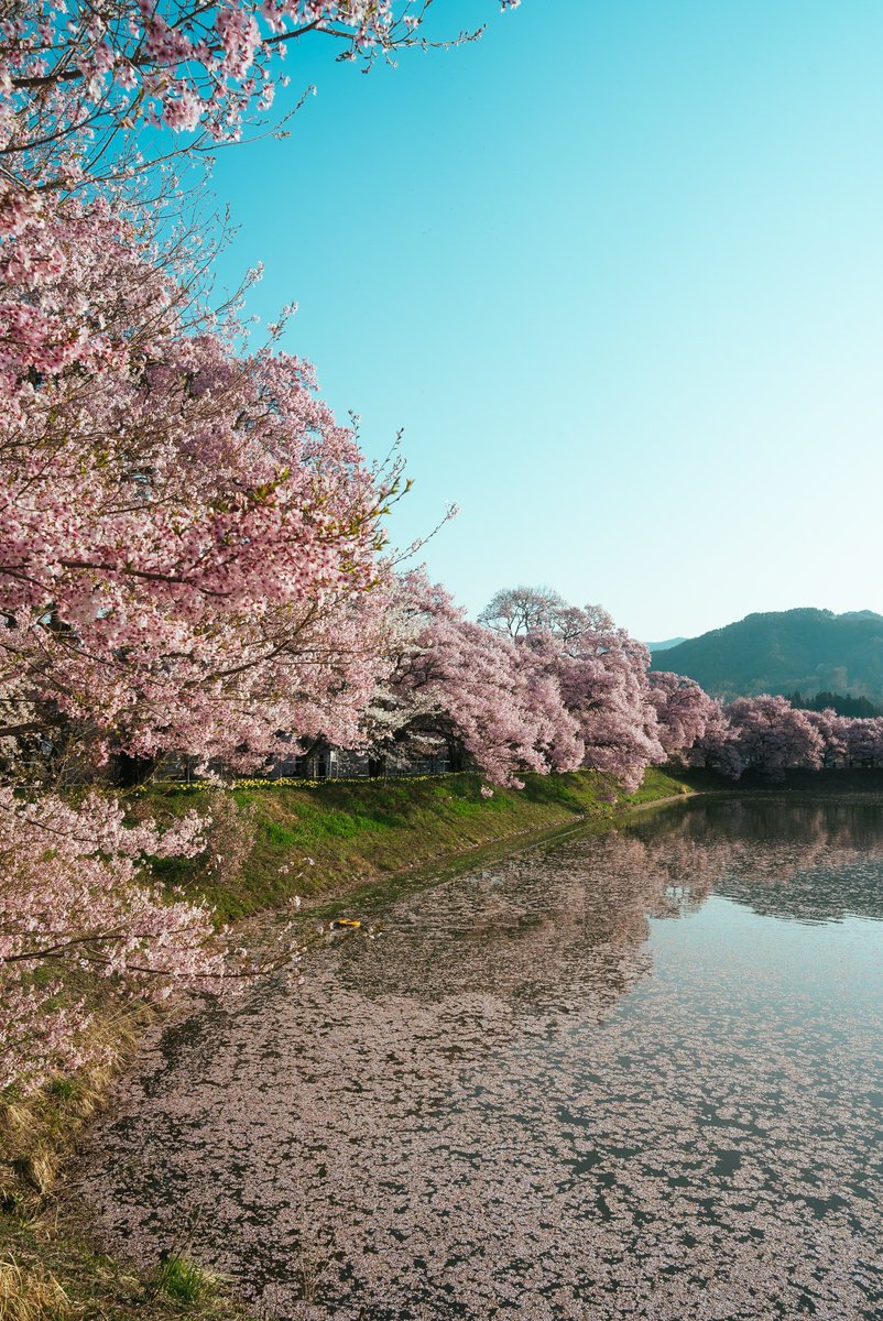 #桜
#sakura