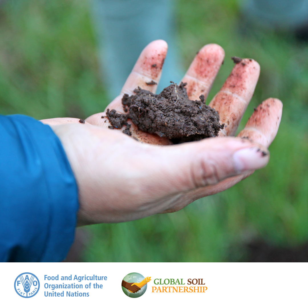 .@FAOLandWater and its #GlobalSoilPartnership are seeking #SoilBiodiversity consultants to support the International Network #NETSOB and Global Observatory #GLOSOB on soil biodiversity #SoilHealth

Deadline 👉🏿 22 April 24 ‼️ 
Vacancy announcement 👉🏿 tiny.cc/24psxz