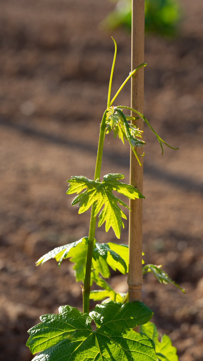 TorelloViticult's tweet image. 🌿L’any passat vam plantar 2800 ceps de Malvasia – Subirat Parent! Aquí teniu algunes fotografies de la seva evolució!

ℹ️ Per a més informació: bit.ly/49GbO1f

#Malvasia #SubiratParent