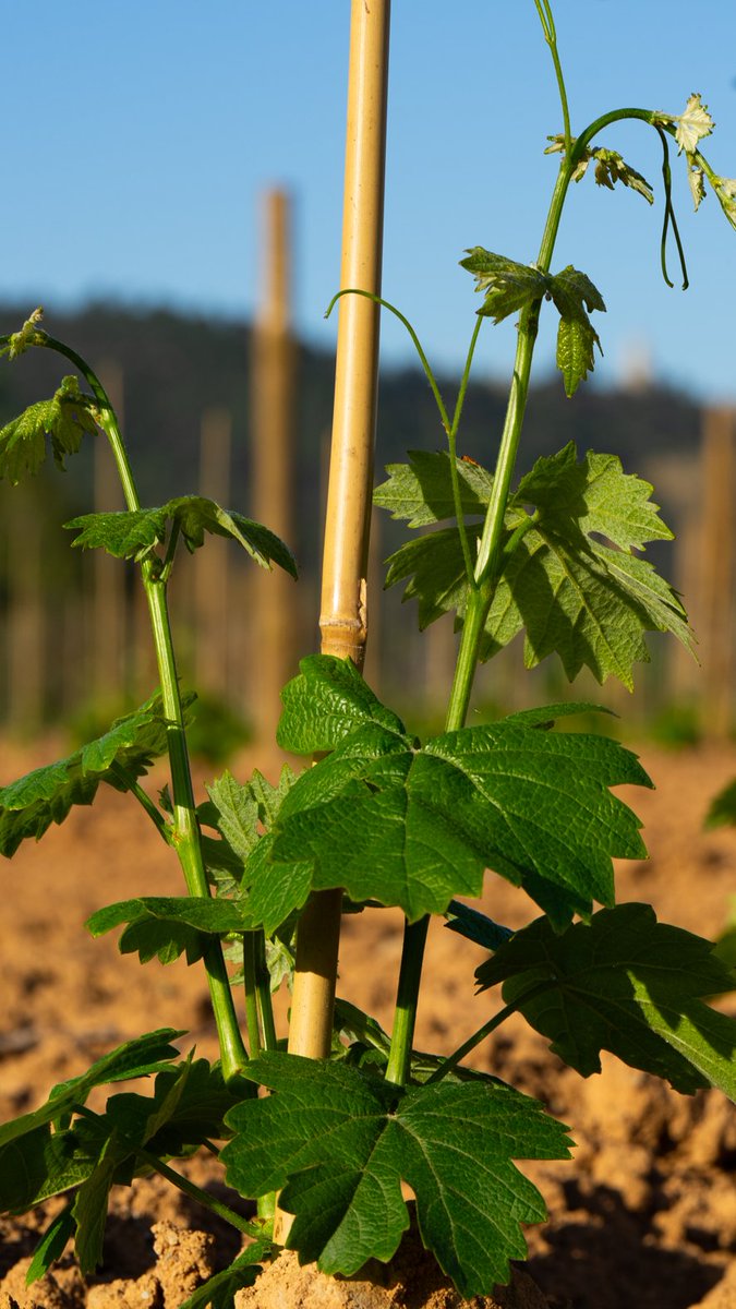 TorelloViticult's tweet image. 🌿L’any passat vam plantar 2800 ceps de Malvasia – Subirat Parent! Aquí teniu algunes fotografies de la seva evolució!

ℹ️ Per a més informació: bit.ly/49GbO1f

#Malvasia #SubiratParent