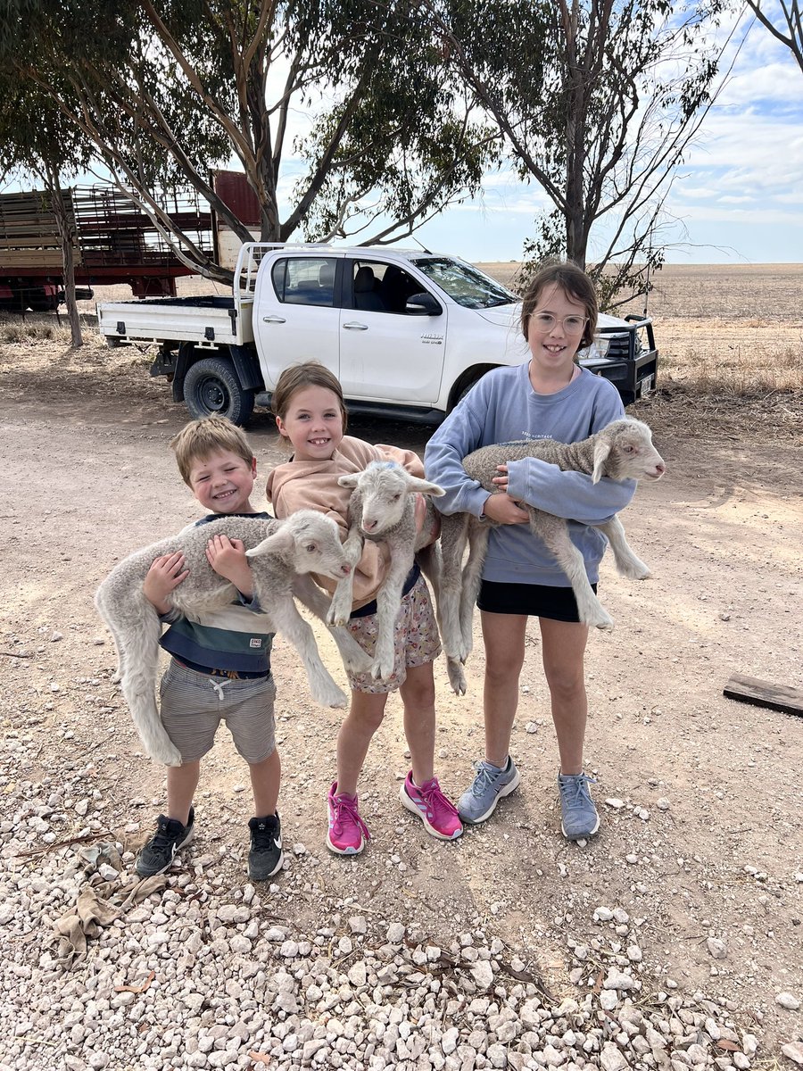 RidgwayMerinos's tweet photo. Mothering lambs with plenty of school holiday helpers this morning. https://t.co/P9e9Mcof9c