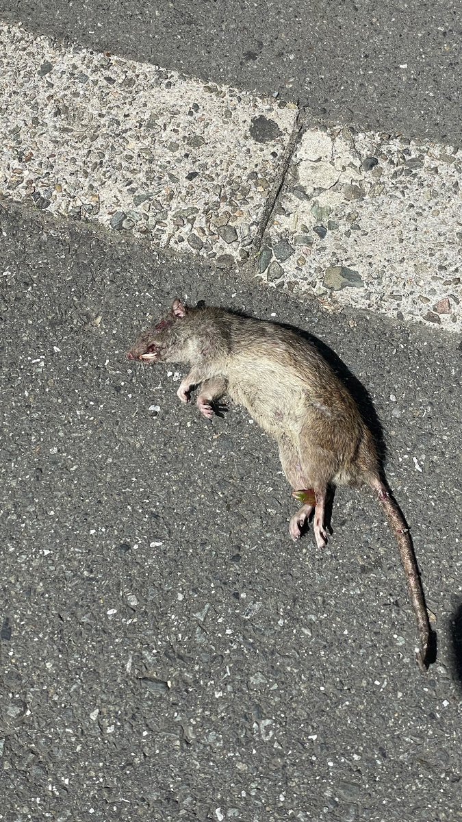 池袋西口の路上に、でかいドブネズミの死骸…