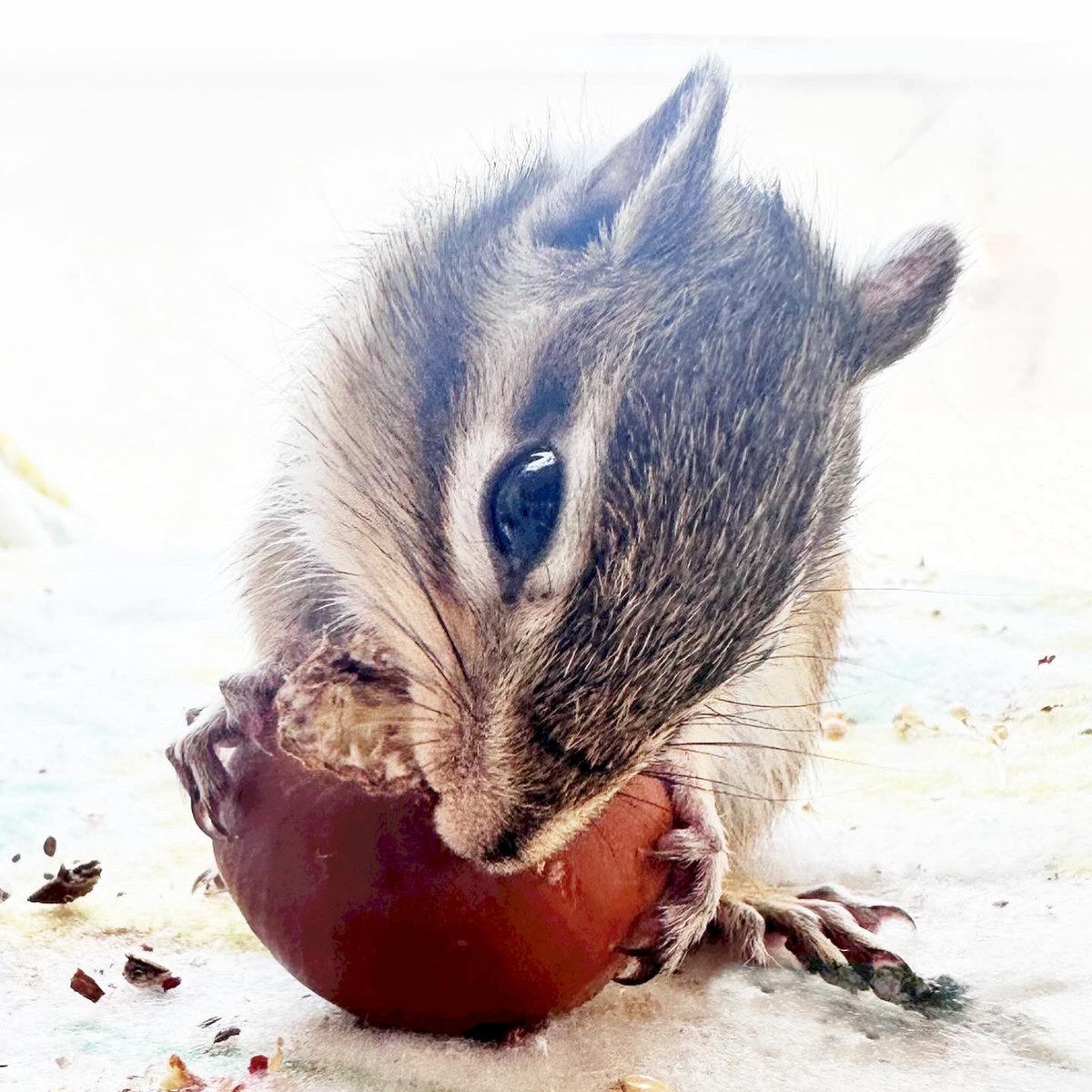 Ruby🐿るびー💗
今日も可愛い🩷💕
#シマリスるびー #リスが好き #ふわもこ部 #シマリスのいる生活 #chipmunkRuby #squirrel #chipmunks #ilovechipmunk #cutesquirrel #chipmunklove