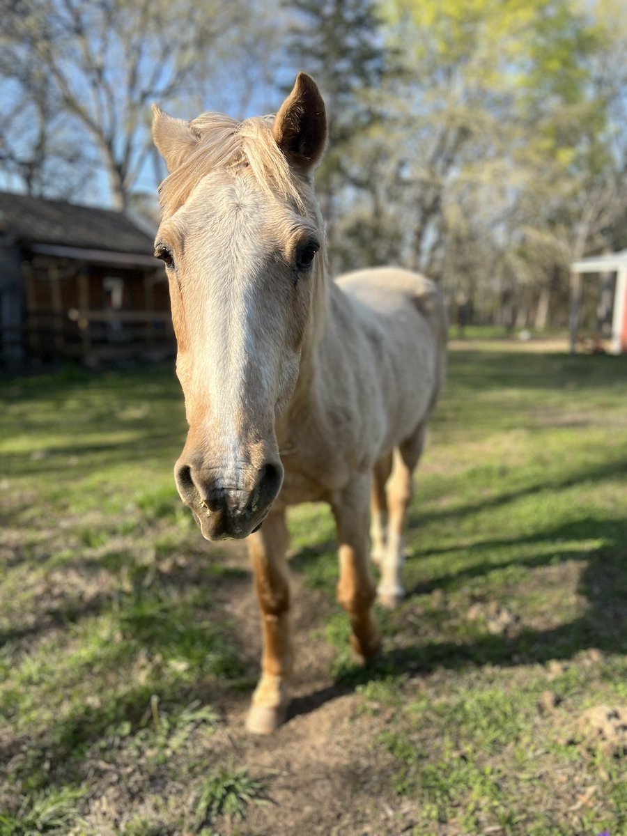 It’s all nice and sunny today. I’m starting to loose my winter coat, so the Human is thrilled about that…. - Butter🧈
#warmweather #horsesoftwitter #horsesofX