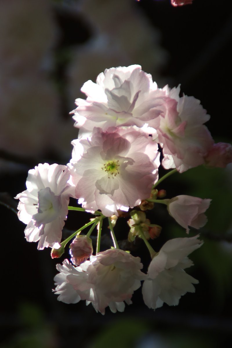 Double cherry blossoms 😃 #Photography #Flowers