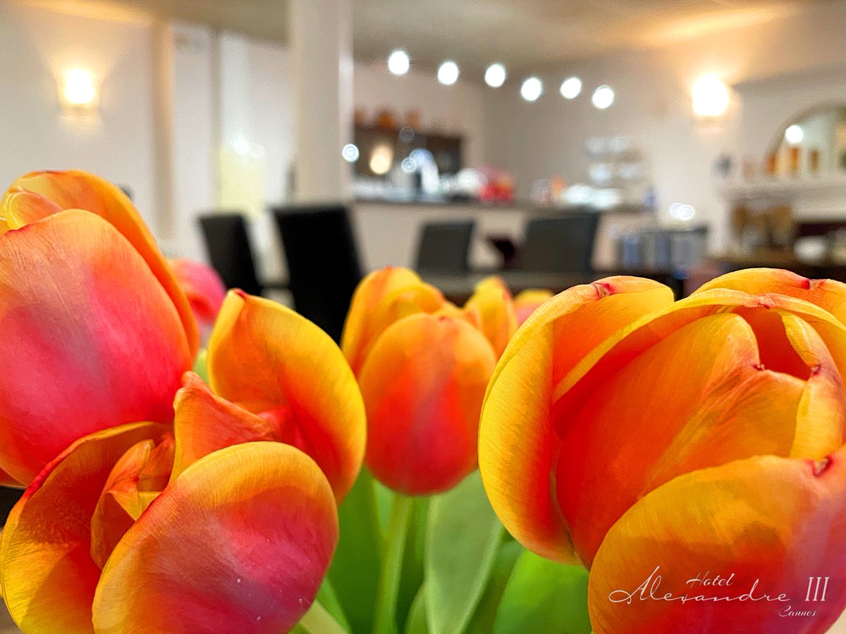 Tulipes. 

#tulipes #tulips #cotedazurfrance #cannes #cannes2024 #cannessoleil #onatousbesoindusud #cannesfilmfestival #festivaldecannes