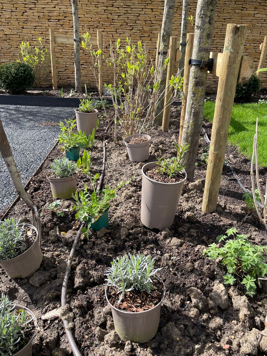 We've been setting out the plants at our Cotswold project ready for planting. It's a good idea to judge the spacing and the flow of a border. Beautiful plants, as always, from @HortusLoci #GardenDesign
