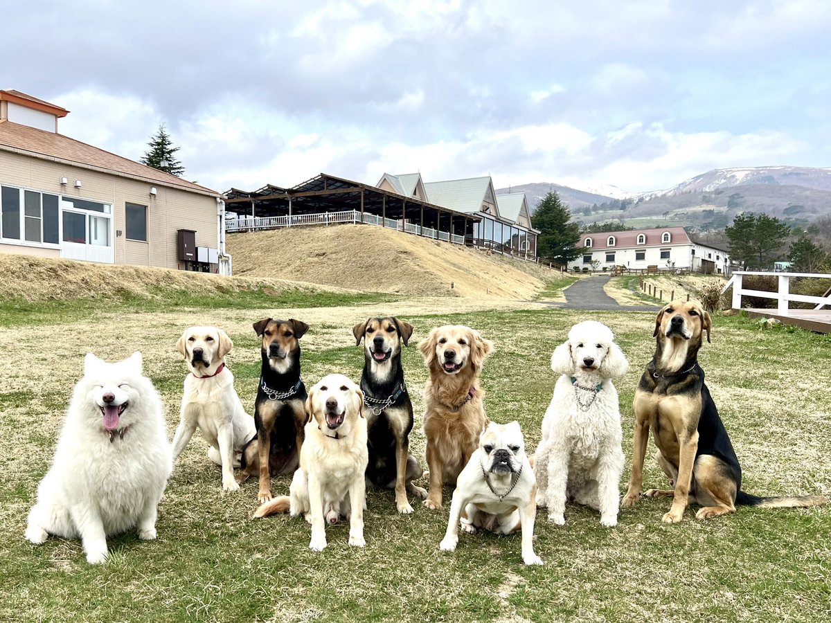 nakprstaff's tweet photo. #大型犬集合写真 #那須どうぶつ王国 

#アカネ #ヒカル #アニー #ダイチ #ジュディ #コムギ #ブルコ #テッド #リアム https://t.co/xkuSVtQ87K