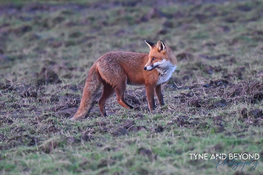 early morning fox! #fox #vulpesvulpes #redfox #FoxOfTheDay #wildlifephotography #FoxOfTheDay #TwitterNaturePhotography