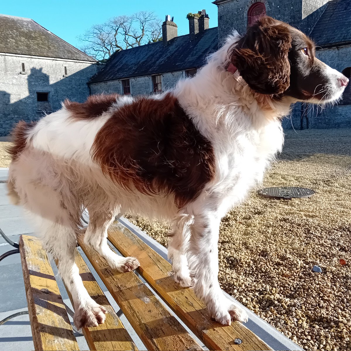 🎂🎂 Happy birthday to Cleo! Our brewery dog is 6 today, nearly respectable middle age, though you wouldn't know it by watching her charging around the farm. #Ballykilcavan #Laois #SpringerSpaniel