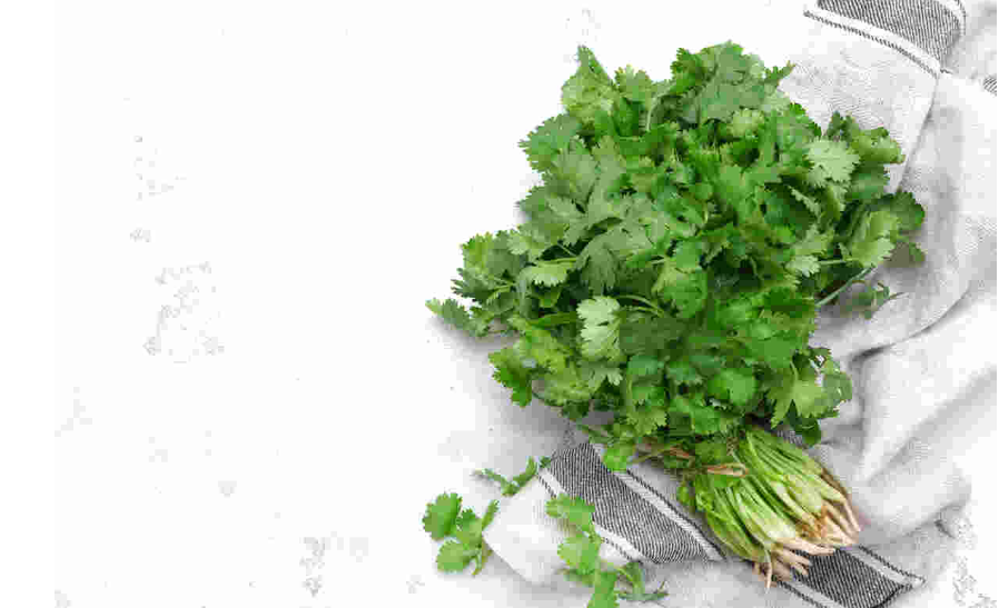 Is coriander good for thyroid patients? 

Read here - bit.ly/3UeP2Jj 

#coriander #thyroidpatients #thyroid #dietandnutrition #diet #health #THIPMedia