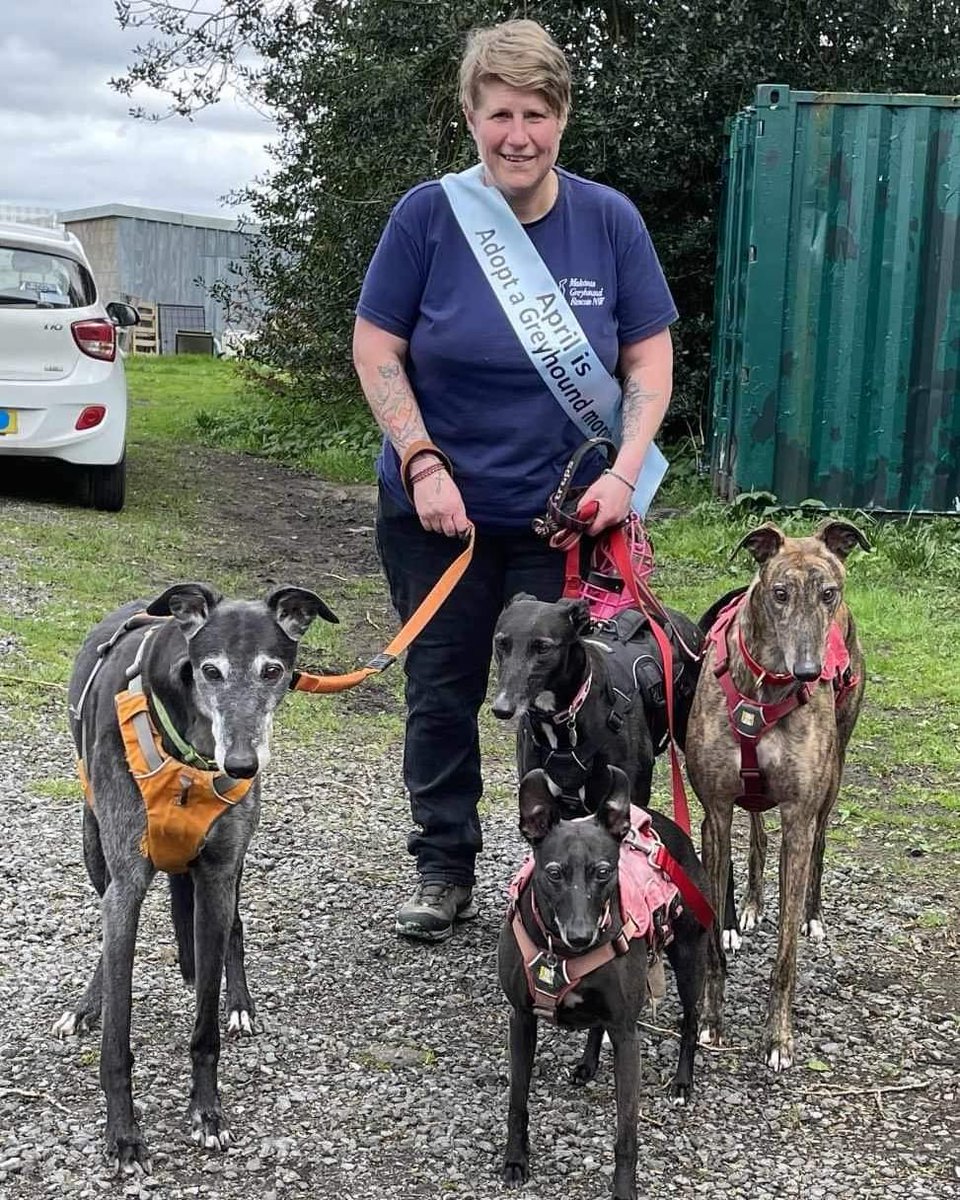 🌟HOMING NEWS🌟 Our much loved long stay 'goofball' Millie has found her forever home with Makants volunteer Sharon and her Dad Ken in the Biddulph area. Millie also lives with hounds Roxy, Cole and Marley. It goes to show that good things DO come to those who wait.