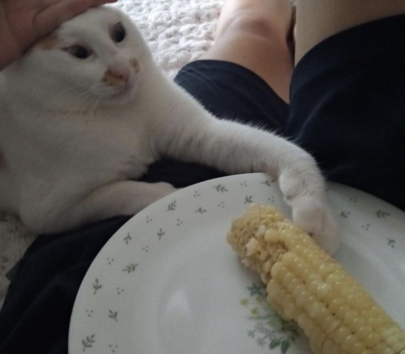 ChaoticCrackers's tweet image. J singing: 🎶“I don’t care how long it takes… Jupiter, Get outta the ranch! 
#ranch #devora #catcrimes #french #karaoke #Avatar2