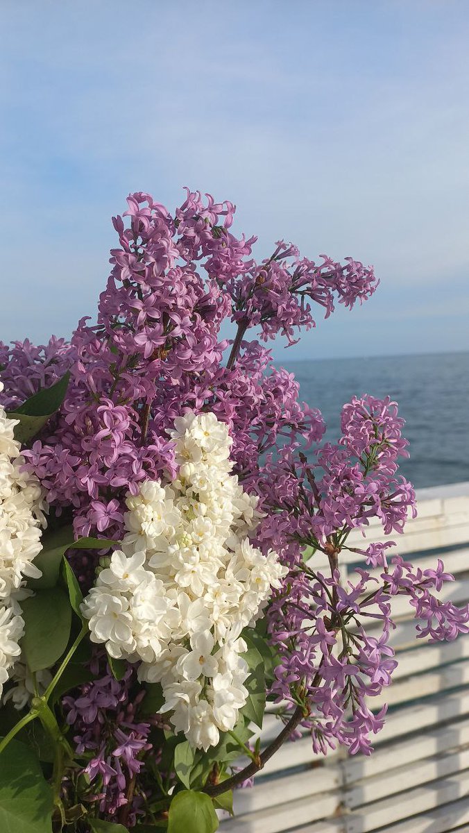 Вчера ходил гулять и мне девушка подарила сирень)