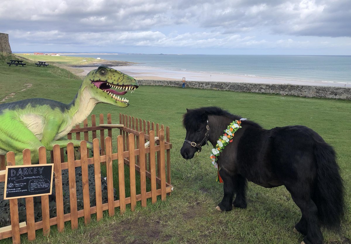 We LOVED being at @Bamburgh_Castle during their DinoEaster event! 🦖🐴 Marley always gets to meet such nice people there.....this time he even got to hang out with some dinosaurs!!
#dinosaur #Easter #Bamburgh #Castle #friends #visit #shetlandpony #events #sunshine #northumberland