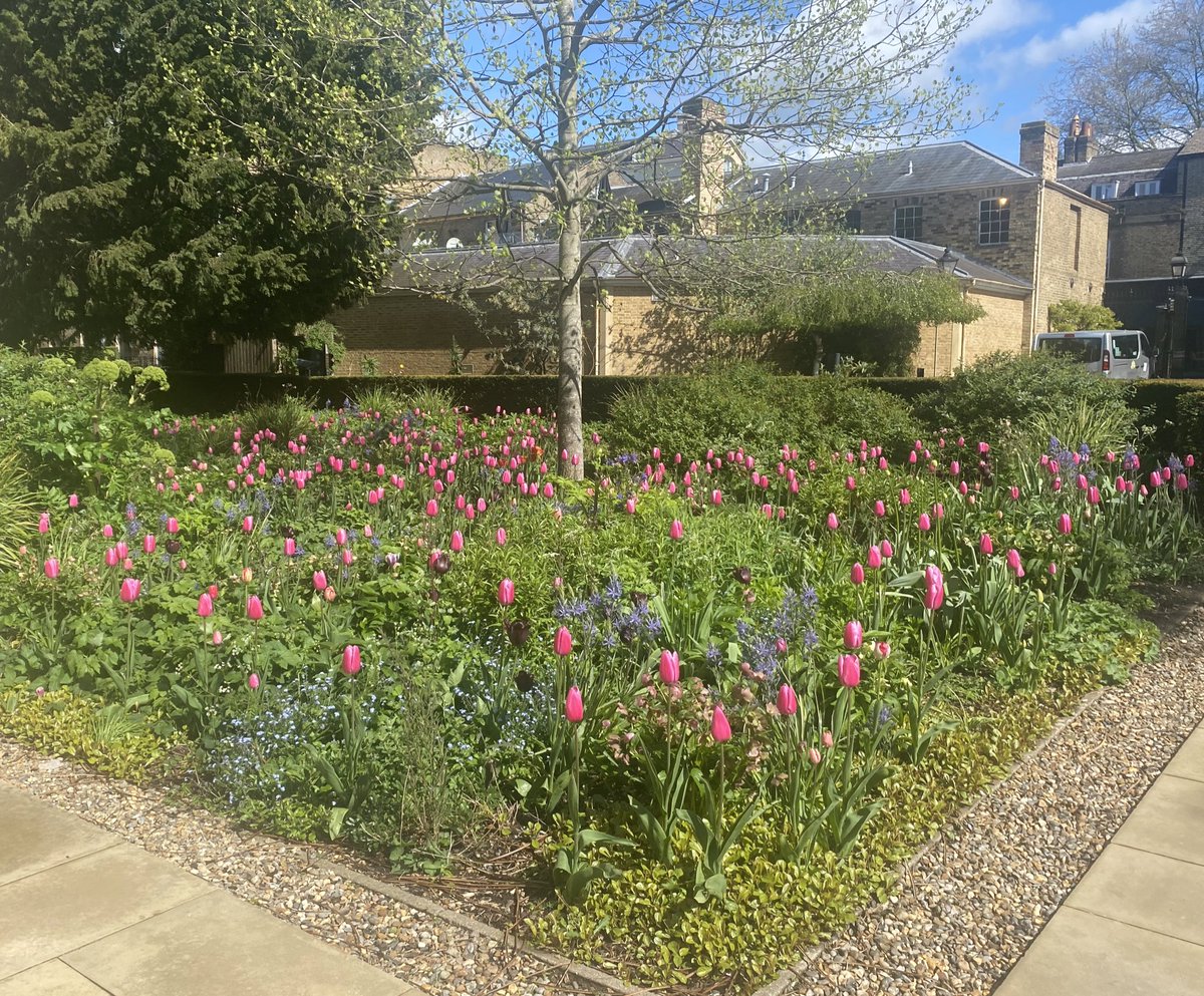 jenul1234's tweet photo. A gorgeous sea of tulips which wrap around my office for #TulipTuesday https://t.co/RttE9afAIf