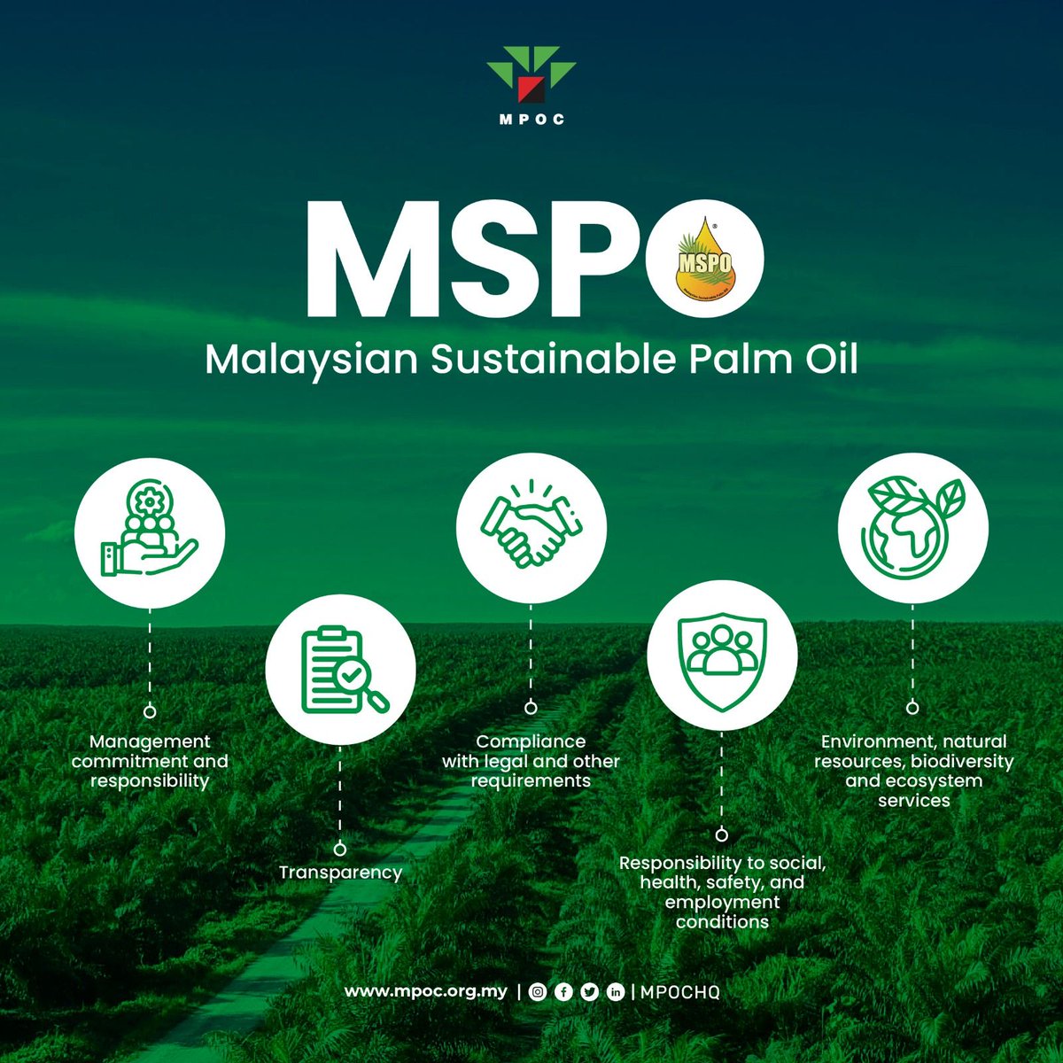 Protect 🇲🇾 forests, choose MSPO-certified palm oil! Malaysian Sustainable Palm Oil-certified palm oil is produced with #sustainability standards based on 5 principles. As of Dec 23, 92% of #MalaysianPalmOil-planted areas & mills are certified. Learn more buff.ly/3UifT7d