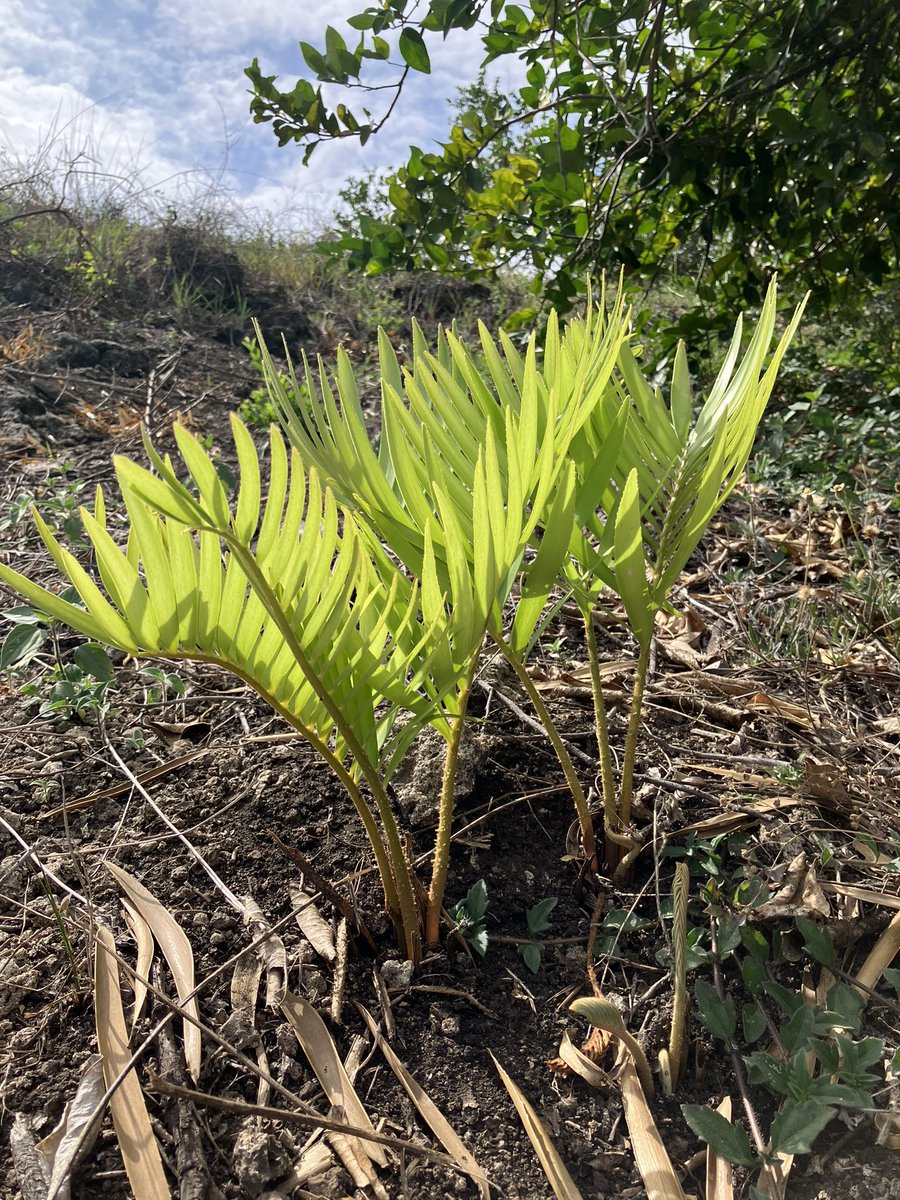 April colors! New leaves of Zamia loddigesii from Veracruz, Mexico. This cycad species is widely distributed in Mexico.

#cycads #Zamia #Zamiaceae #Cycadales