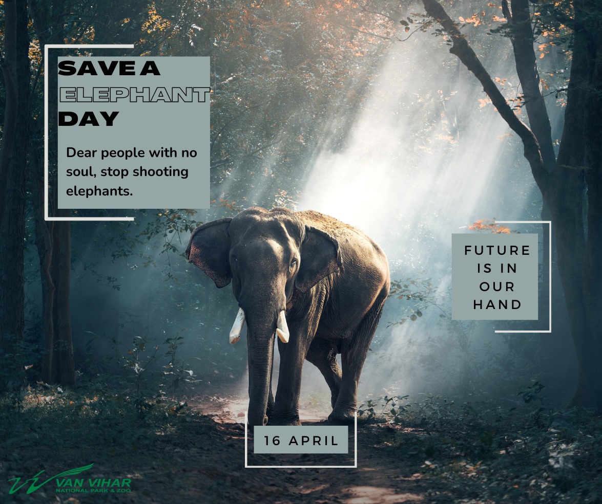 Join the movement! Let's be the voice for elephants and ensure their survival! 🐘🐘🌍

#hathi #saveelephants #bhopal #vanvihar