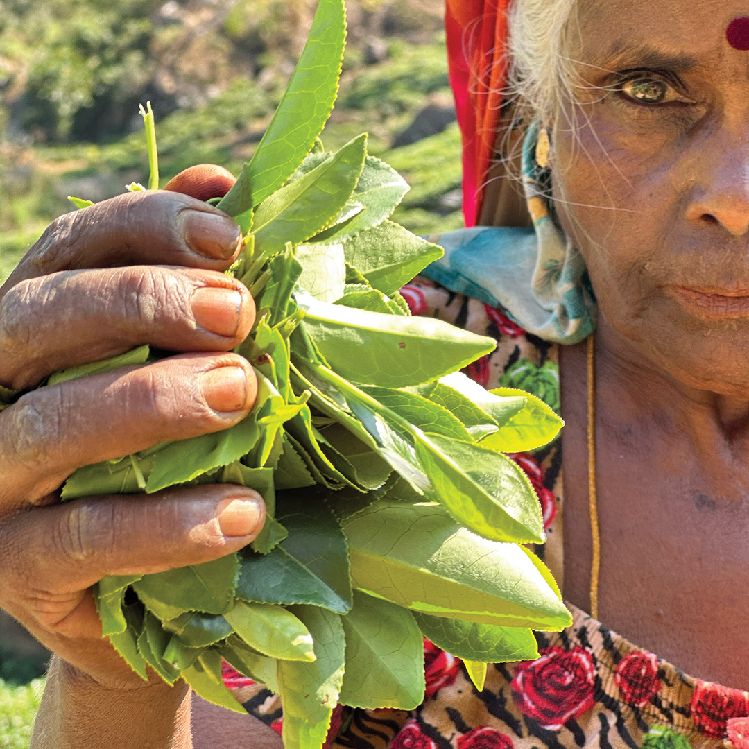 HunasHoldings's tweet photo. Saluting the tea pluckers, with each leaf they gather, carry the pride of their culture and heritage, infusing every cup with the spirit of their ancestors #ceylontea #teapluckers #hunasholdings

https://t.co/Avtca1n4Cw https://t.co/AeVzDj0Lus
