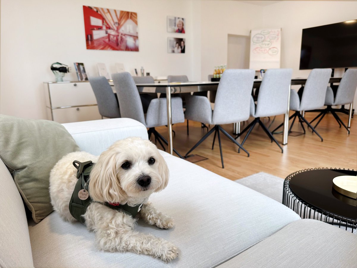 Hegerich_Immo's tweet photo. Unsere „Feel-Good-Managerin“ #Hazel begibt sich mal wieder auf Erkundungs-Tour in unserer Filiale am Westpark 🐶 Nun wartet sie gerade auf das nächste #Meeting 😍 #hegerichimmobilien #gutelaune #woweffekt #feelgoodmanager #bürohund #münchen #persönlich #verlässlich #lokal https://t.co/2MNZfxJKWo