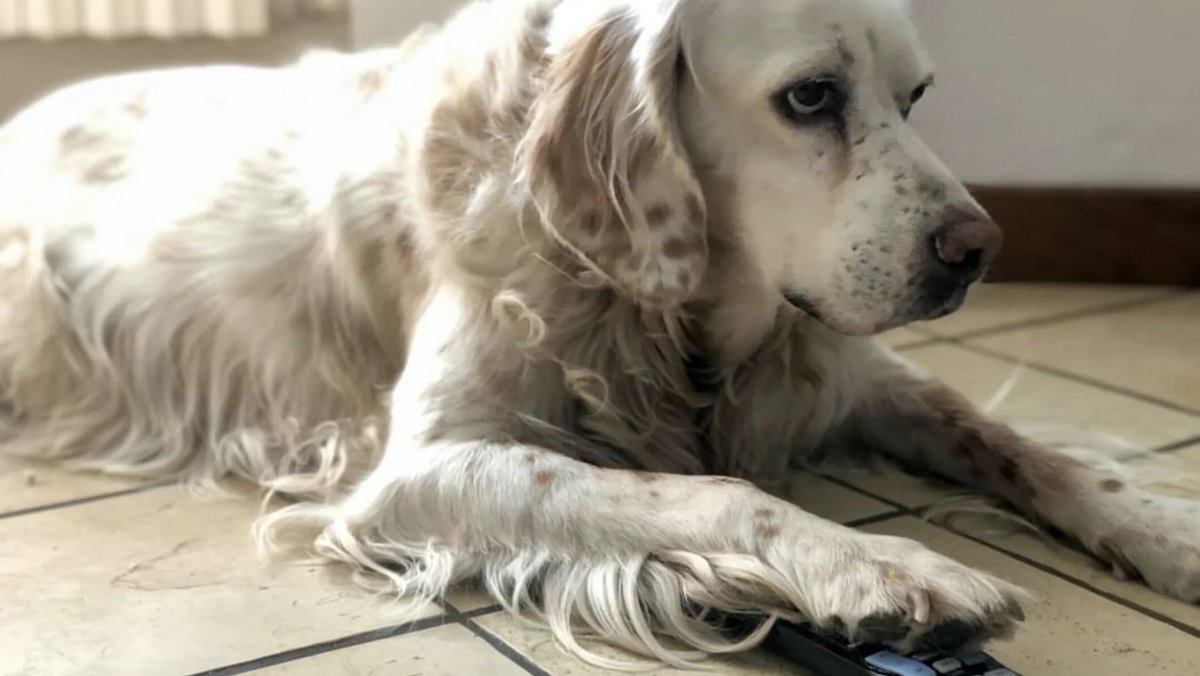 What Do Pets See When They Watch Television? 🐶📺 Dogs and cats can sometimes seem very intrigued by your latest binge-watch. But are they seeing what we’re seeing? bit.ly/3VTwDmG