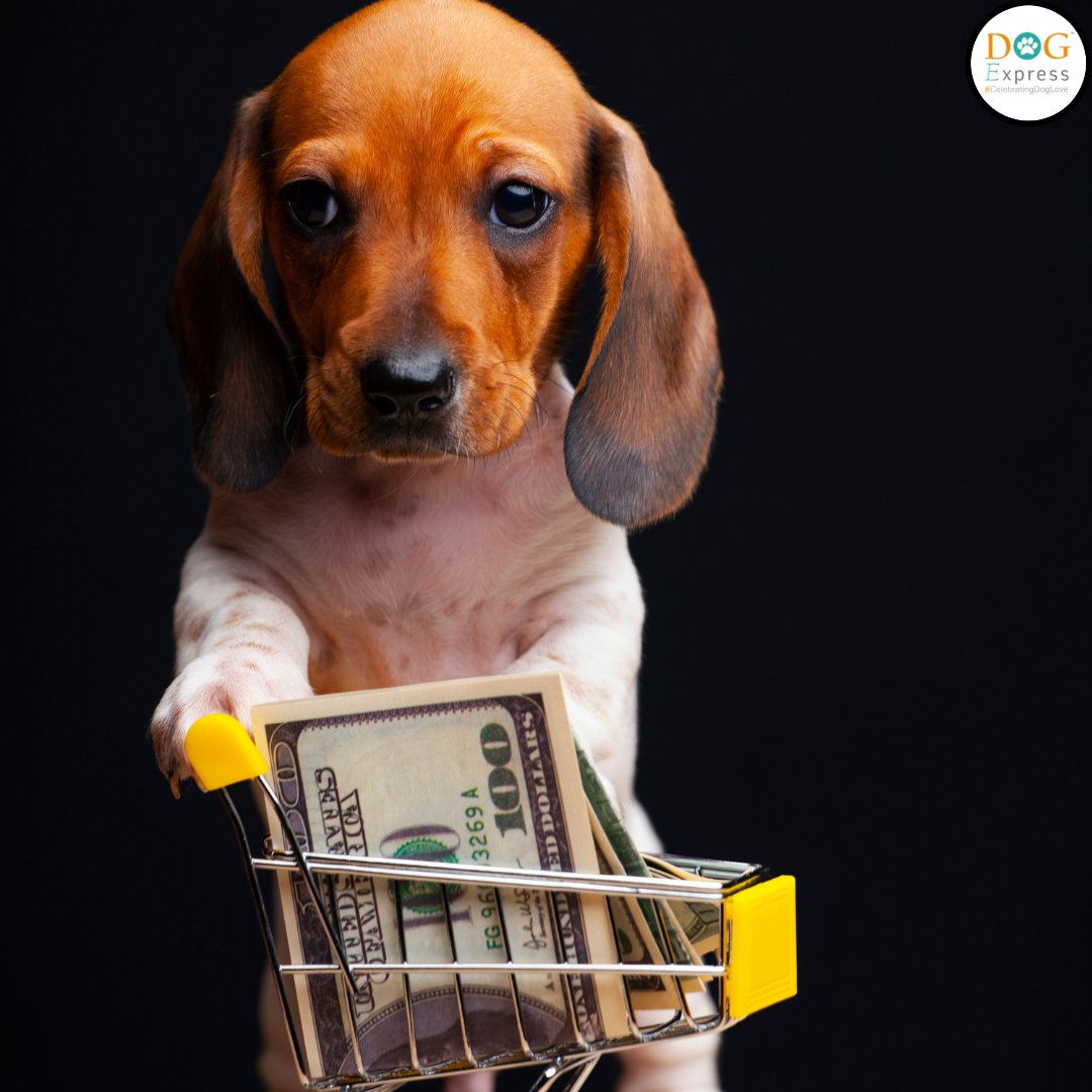 let's go for some shopping 👜👛🐾 #Dogexpress #Celebratingdoglove #Doglovers #Dogowners #lovemydog #doglove #doglife🐾 #goingforshopping👜 #pawpawshopping #funnyimage #dogmeme #trending #cutepic #pet #PetGrooming #petstagram #dogstagram #dogsofinstagram