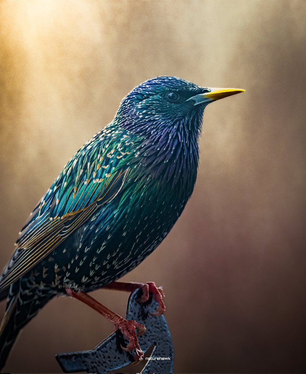 The Harlequins... The plain, boring, dull Starling...is that what you used to think? Well think again...there's an iridescence to the plumage of these birds that changes with the angle of light reflecting off them... Captured with @NikonEurope Z8 & 500mm pf f5.6 @UKNikon