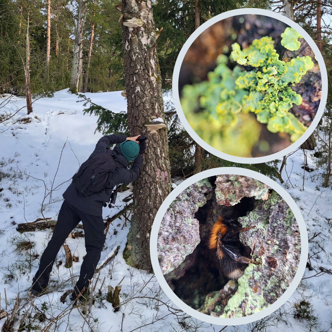 Welcome to Luomus seminar! @ronjasusann and @Valeria_Ilma give a talk titled Luomus' new citizen science projects: 100 Species challenge and Complete lists. 🗓️ April 17 🕰️ 10:00 EET Zoom link: helsinki.zoom.us/j/66721251572?… #CitizenScience #biodiversity