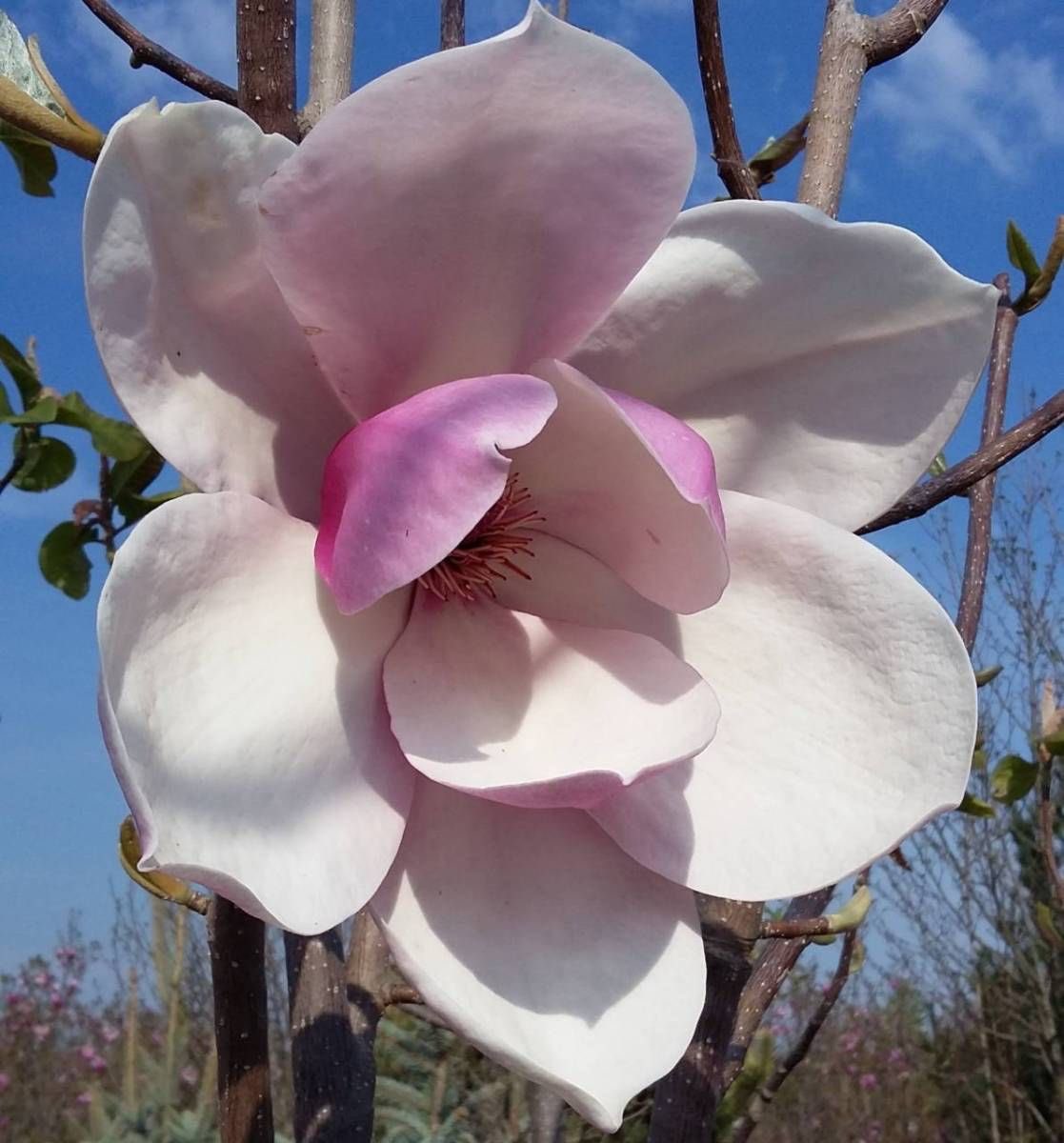 magnolias are so gorgeous