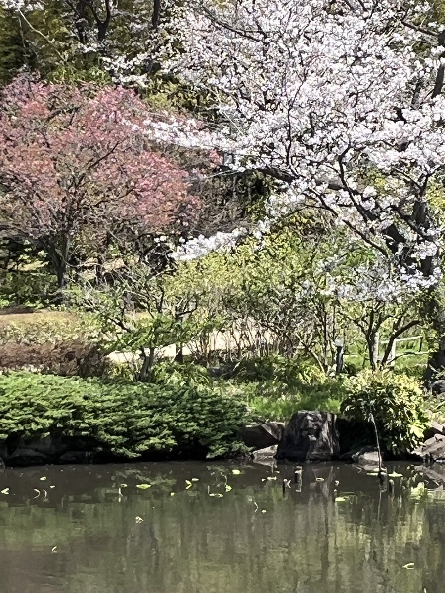 １６日午後、三ツ池公園に来ました。２月末から今まで種々の桜を楽しんでいます。
八重桜はピンクも濃く一段と色あざやかです。
まるでぼんぼりの塊です。