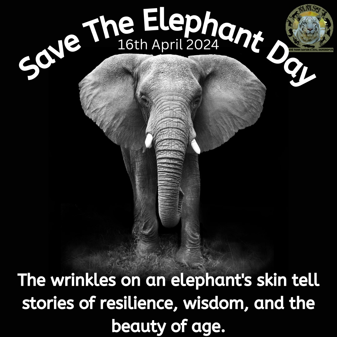 Protecting these gentle giants today and every day 🐘
'SAVE THE ELEPHANT'

#SaveTheElephants
#ElephantConservation
#EndWildlifeCrime
#ElephantAwareness
#WildlifeProtection
#SaveTheGiants
#ElephantDay2024
#EndPoaching
#HabitatProtection
#VoiceForElephants