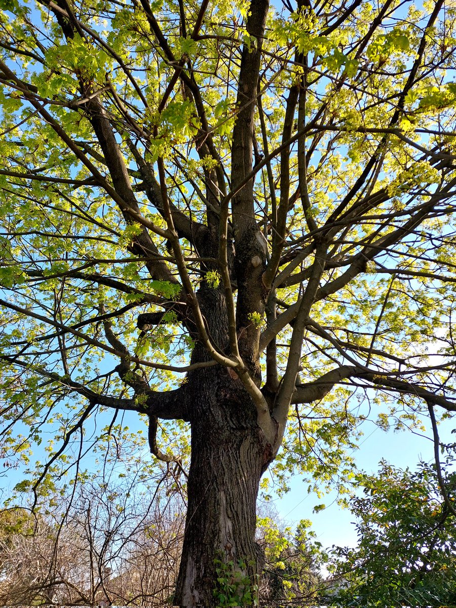 Happy #ThickTrunkThursday #trees #April #park #nature #NaturePhotography 🌿🌳🌿