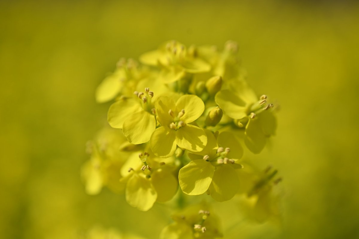 sasaOfficial5's tweet photo. 菜の花

#Nikon #nikonphotography #Microlens #photography #ファインダー越しの世界 #キリトリセカイ https://t.co/VIGBebnmp1