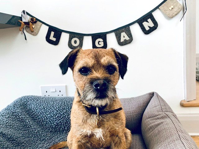 What's in a name? As many letters as you like with my personalised pet bunting. I've made bespoke garlands for hamsters, cats and your non-furry children too, in colour schemes to suit your home decor 🛏 #mhhsbd #earlybiz #etsy